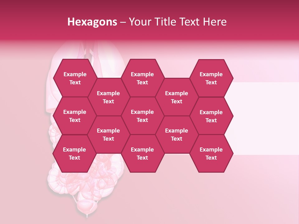 Gallbladder Belly Healthy PowerPoint Template