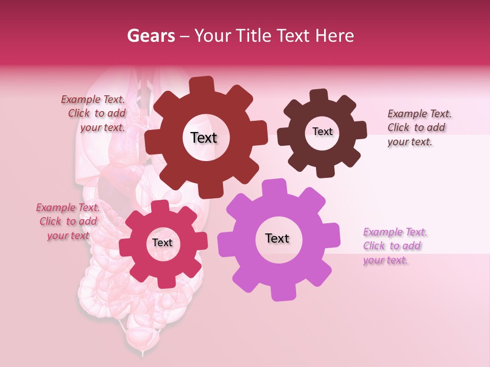 Gallbladder Belly Healthy PowerPoint Template