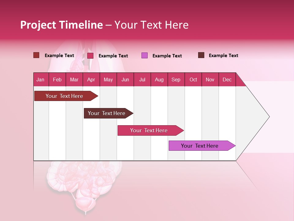 Gallbladder Belly Healthy PowerPoint Template