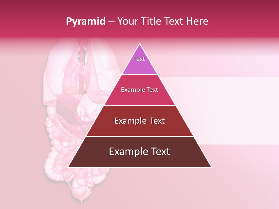 Gallbladder Belly Healthy PowerPoint Template