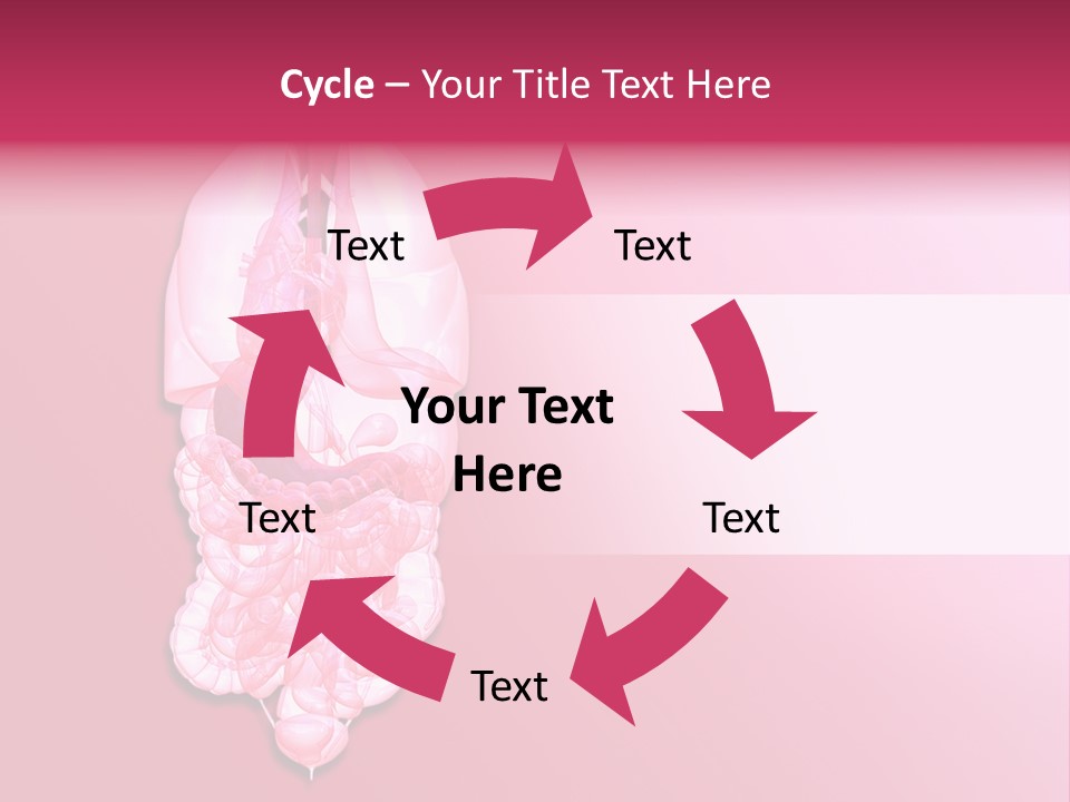 Gallbladder Belly Healthy PowerPoint Template