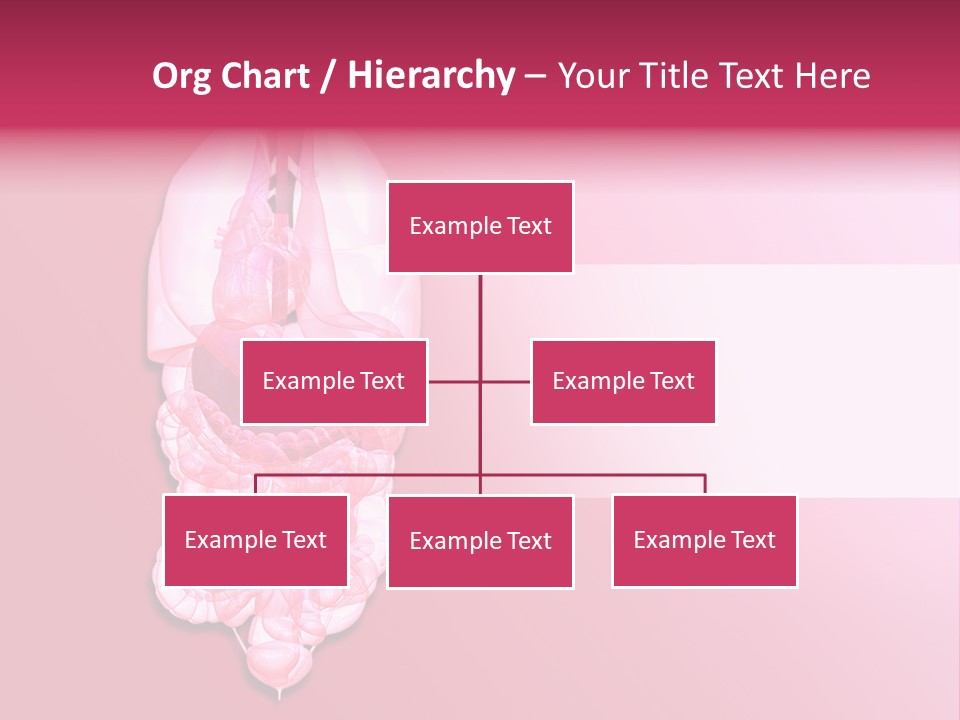Gallbladder Belly Healthy PowerPoint Template