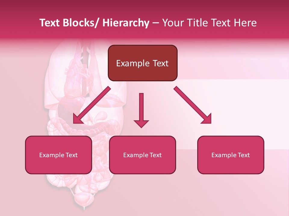 Gallbladder Belly Healthy PowerPoint Template