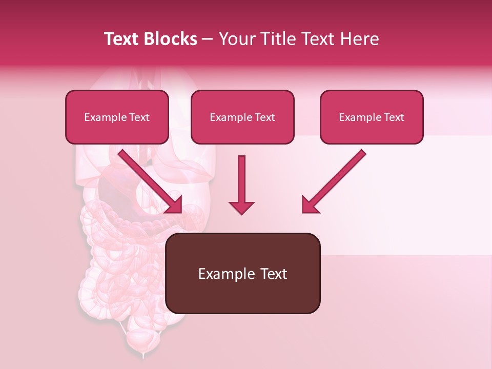 Gallbladder Belly Healthy PowerPoint Template
