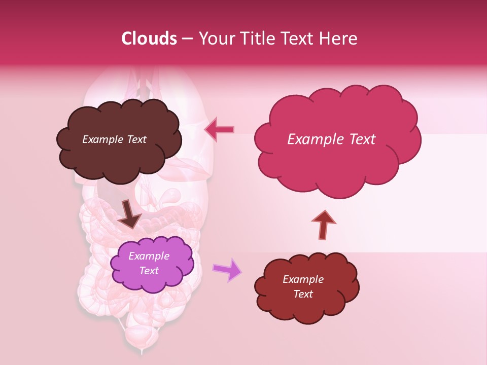 Gallbladder Belly Healthy PowerPoint Template