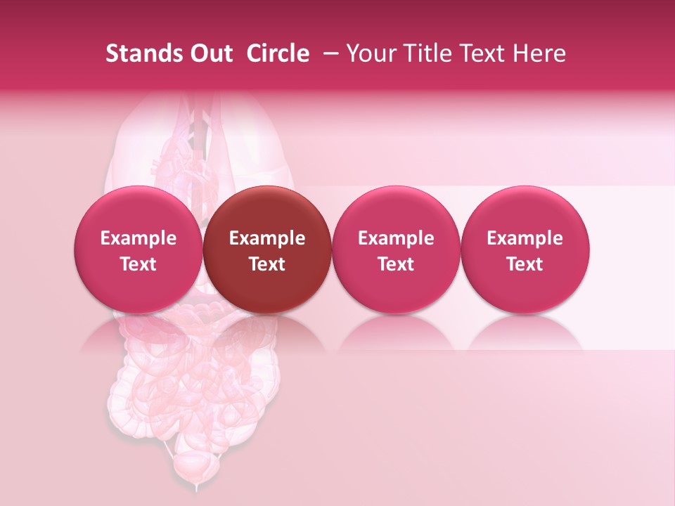 Gallbladder Belly Healthy PowerPoint Template