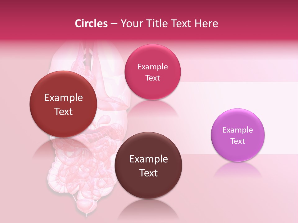 Gallbladder Belly Healthy PowerPoint Template