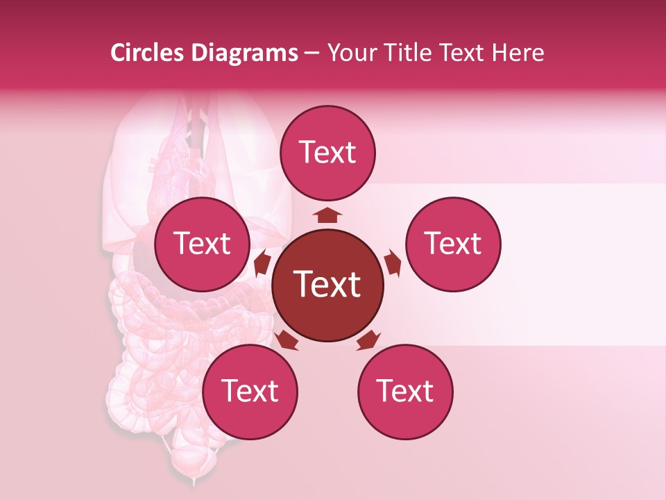 Gallbladder Belly Healthy PowerPoint Template