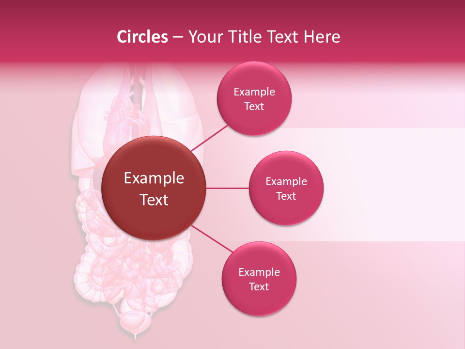 Gallbladder Belly Healthy PowerPoint Template