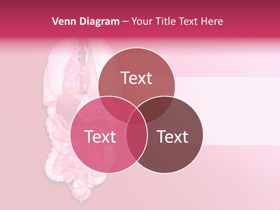 Gallbladder Belly Healthy PowerPoint Template