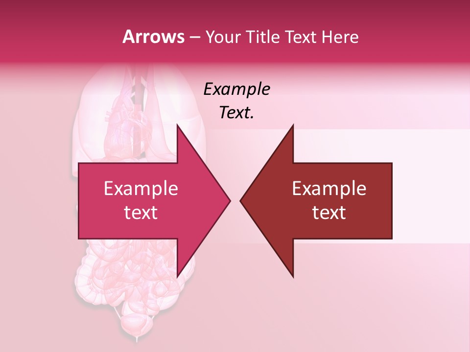 Gallbladder Belly Healthy PowerPoint Template