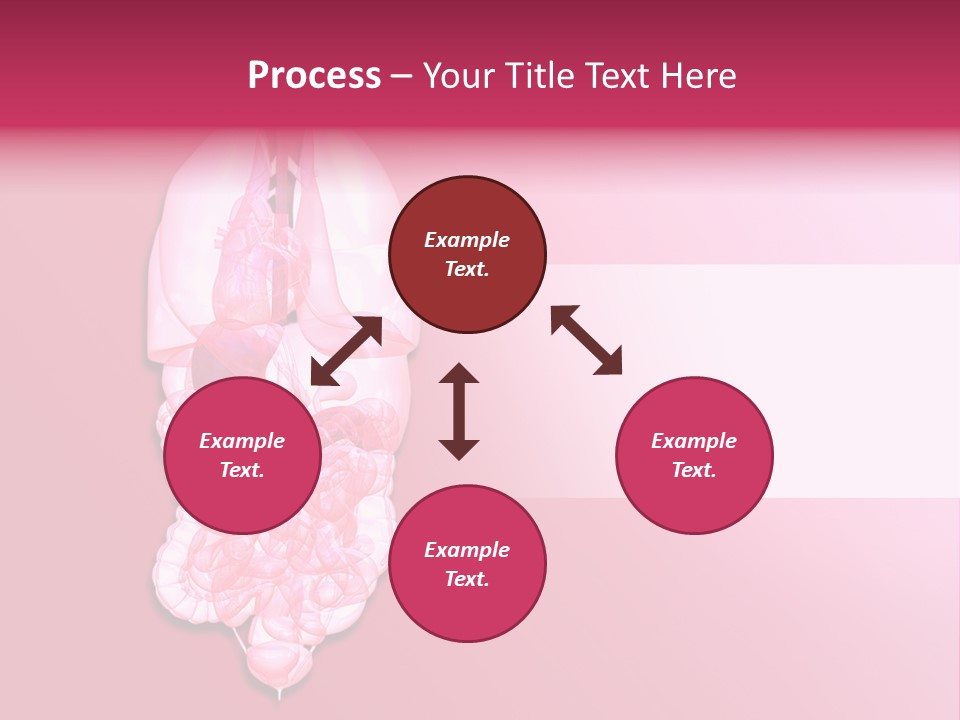 Gallbladder Belly Healthy PowerPoint Template