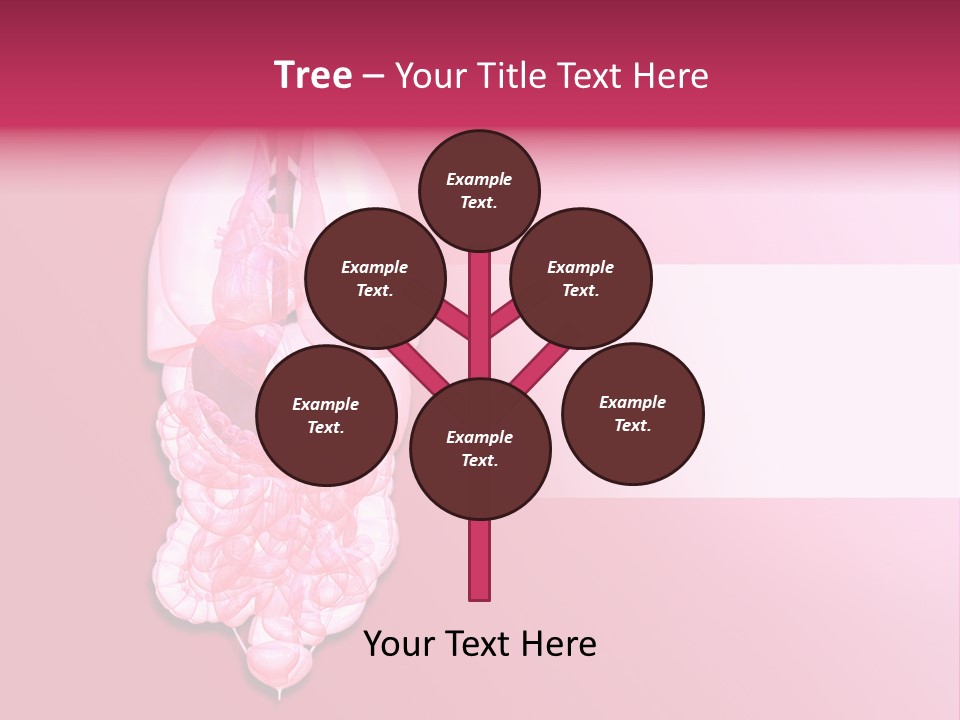 Gallbladder Belly Healthy PowerPoint Template