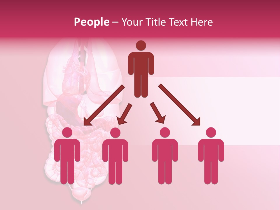 Gallbladder Belly Healthy PowerPoint Template