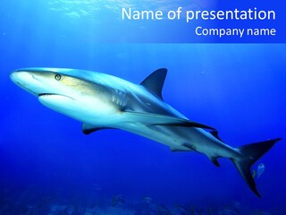 Grey Underwater Gray PowerPoint Template