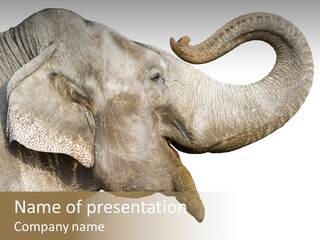 Wild Zoo Big PowerPoint Template