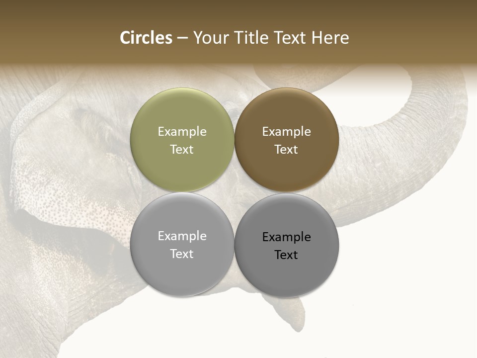 Wild Zoo Big PowerPoint Template