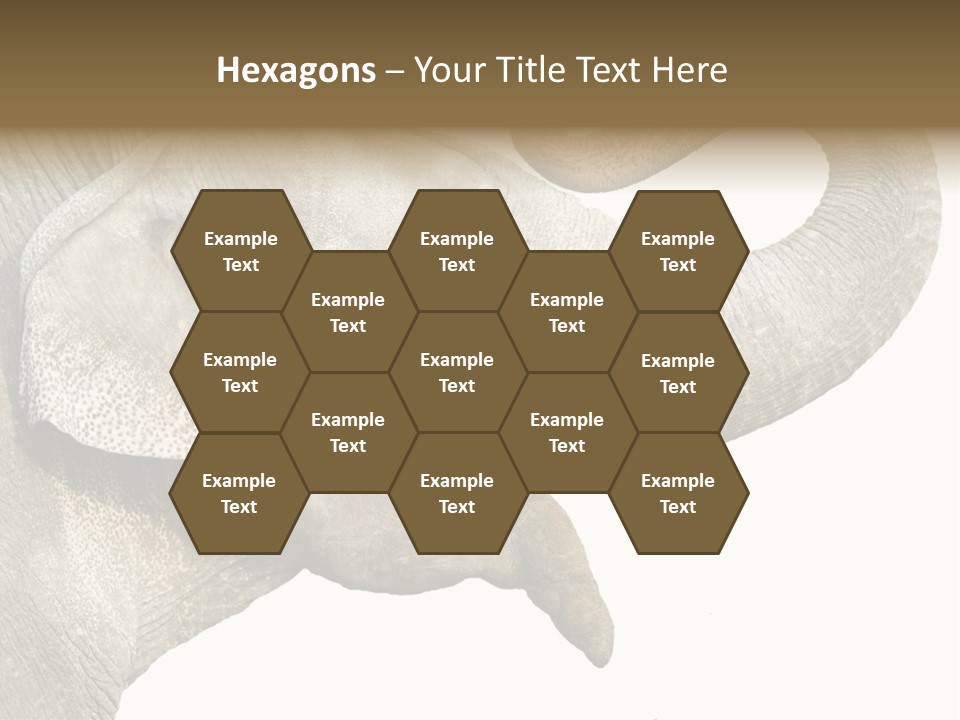 Wild Zoo Big PowerPoint Template