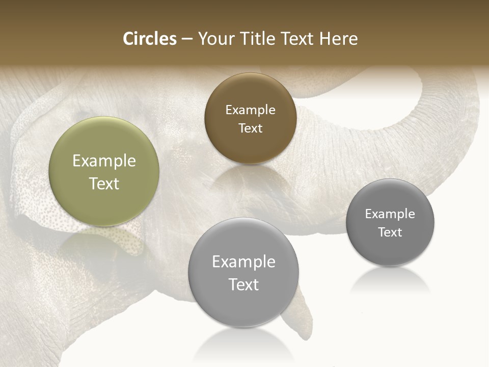 Wild Zoo Big PowerPoint Template