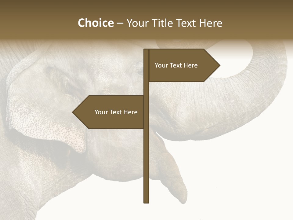 Wild Zoo Big PowerPoint Template