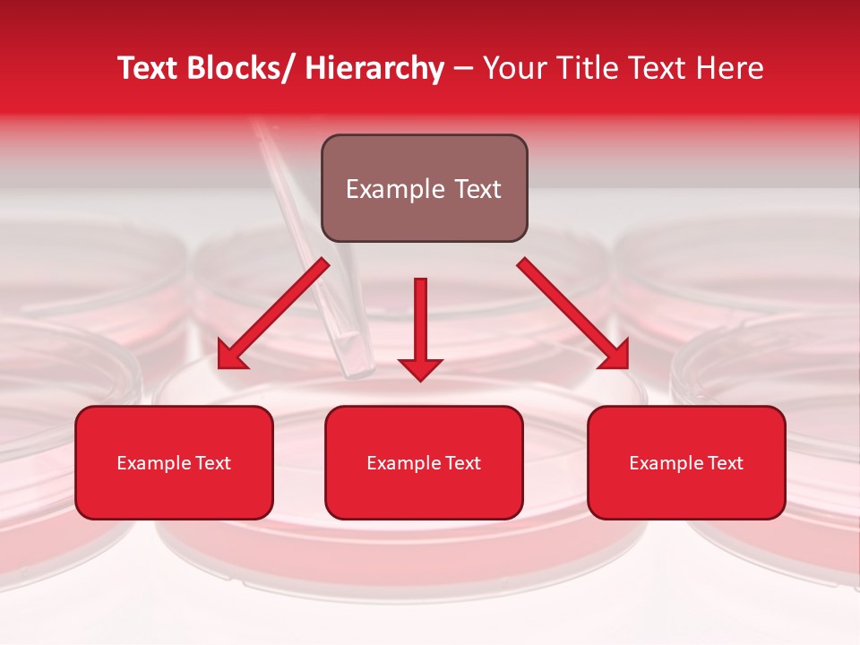 Research Petri Biotechnology PowerPoint Template