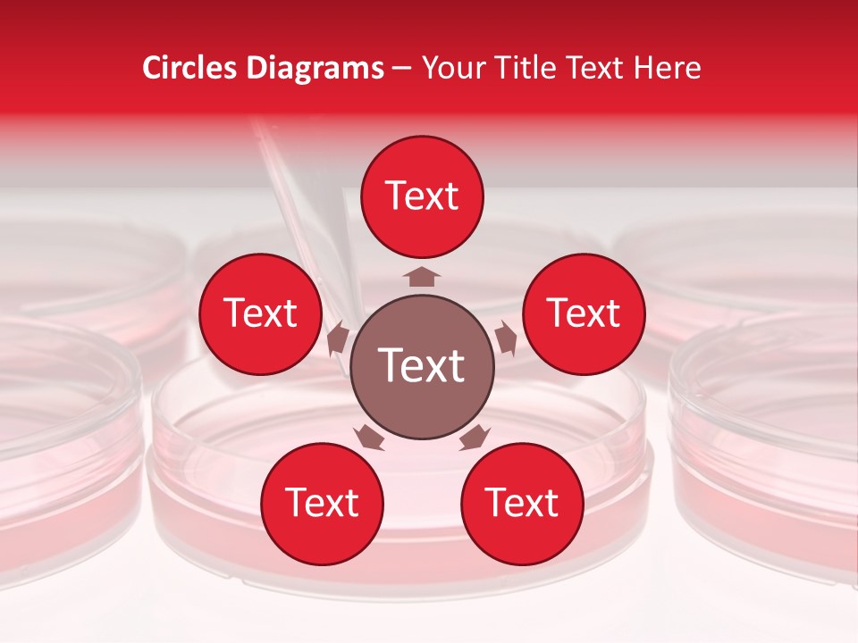 Research Petri Biotechnology PowerPoint Template