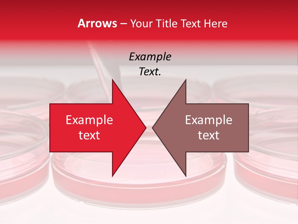 Research Petri Biotechnology PowerPoint Template