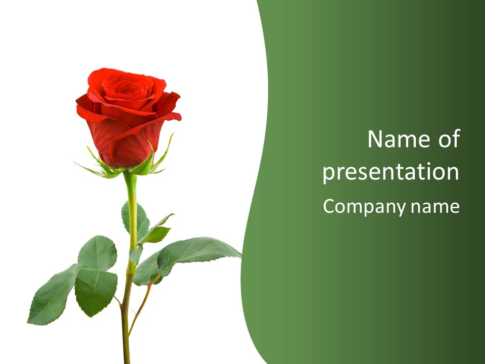 Rose Color Decoration PowerPoint Template