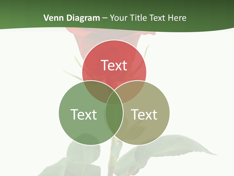 Rose Color Decoration PowerPoint Template