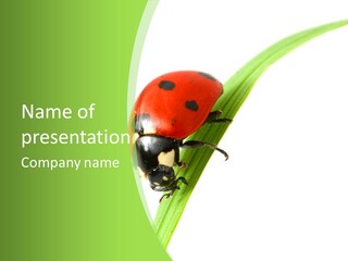 Nature Bright Concept PowerPoint Template
