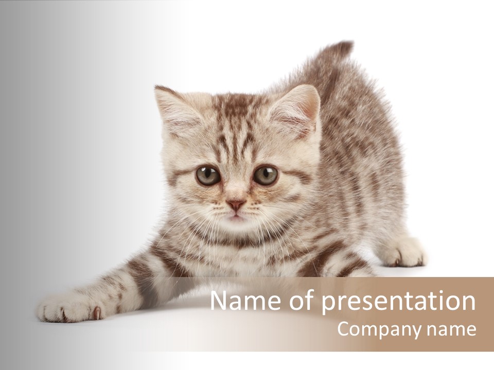 Purr Pedigreed Sit PowerPoint Template