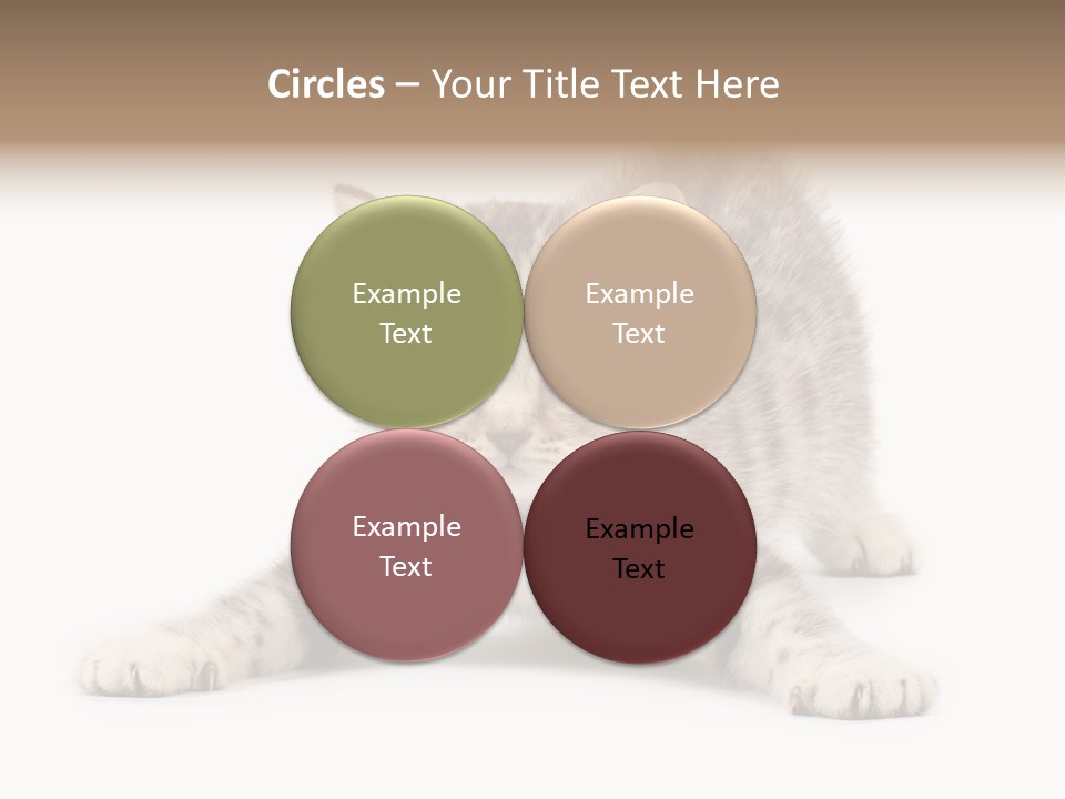 Purr Pedigreed Sit PowerPoint Template