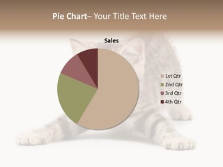 Purr Pedigreed Sit PowerPoint Template