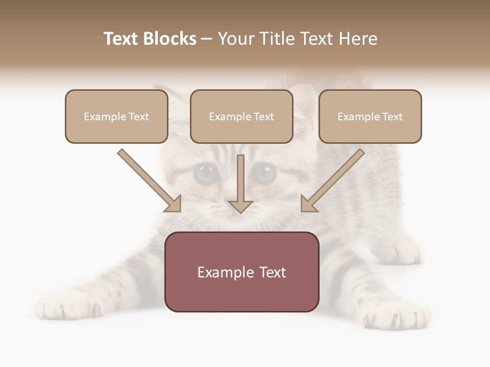 Purr Pedigreed Sit PowerPoint Template