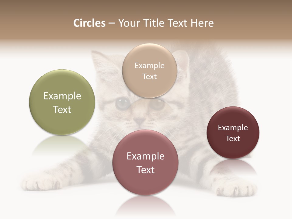 Purr Pedigreed Sit PowerPoint Template