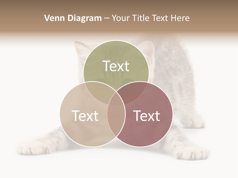 Purr Pedigreed Sit PowerPoint Template
