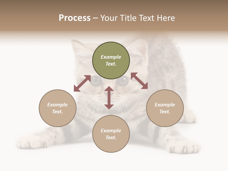 Purr Pedigreed Sit PowerPoint Template