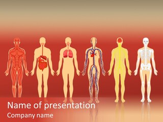 Respiratory Circulatory Skeletal PowerPoint Template