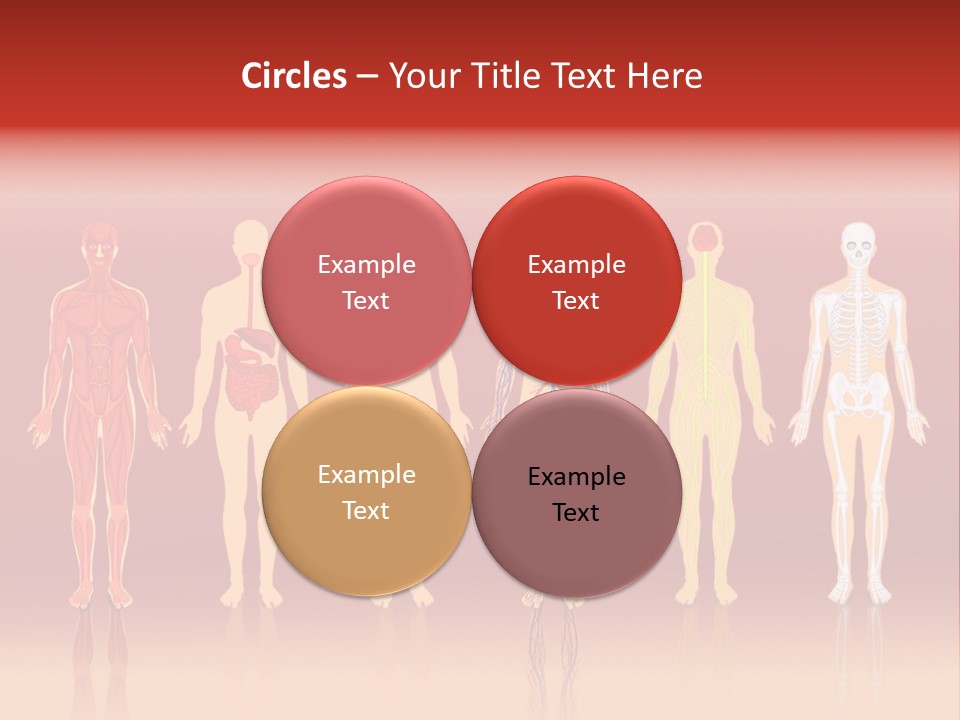 Respiratory Circulatory Skeletal PowerPoint Template