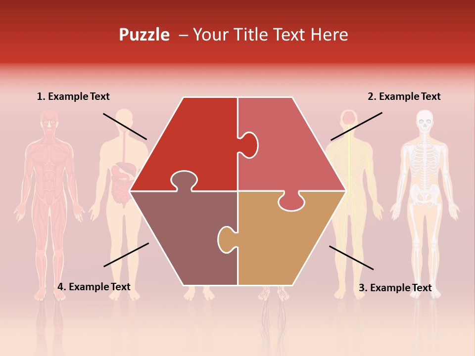 Respiratory Circulatory Skeletal PowerPoint Template