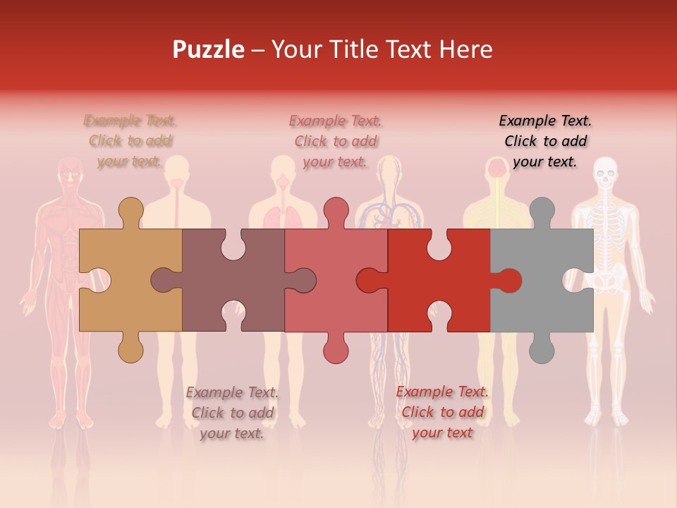 Respiratory Circulatory Skeletal PowerPoint Template