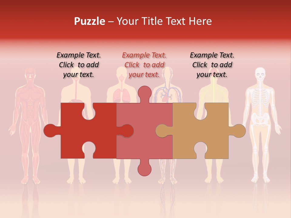 Respiratory Circulatory Skeletal PowerPoint Template