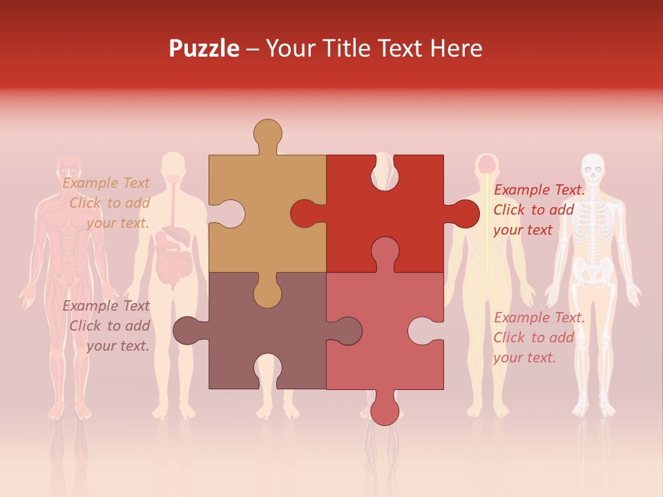 Respiratory Circulatory Skeletal PowerPoint Template