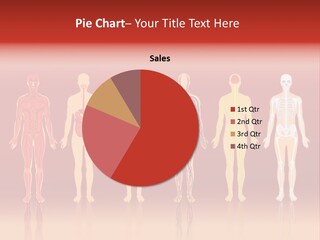 Respiratory Circulatory Skeletal PowerPoint Template