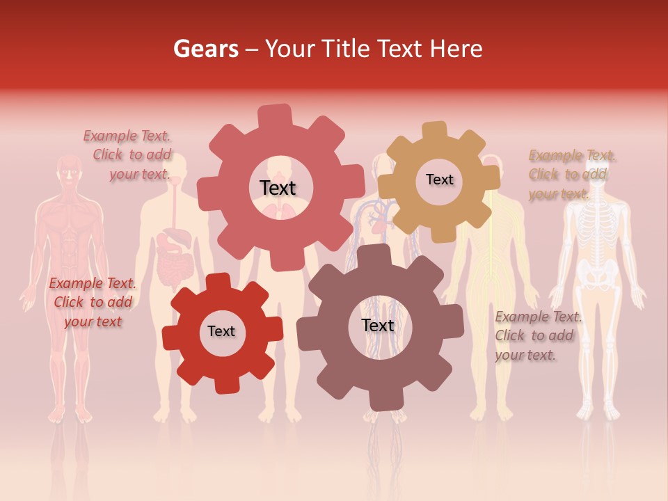 Respiratory Circulatory Skeletal PowerPoint Template