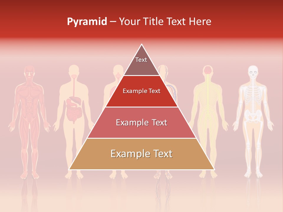 Respiratory Circulatory Skeletal PowerPoint Template