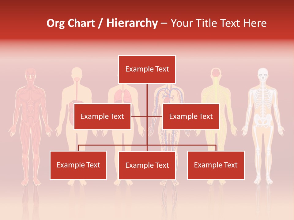 Respiratory Circulatory Skeletal PowerPoint Template
