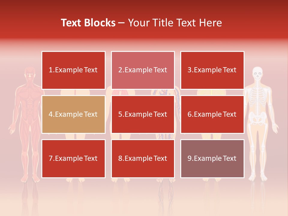 Respiratory Circulatory Skeletal PowerPoint Template