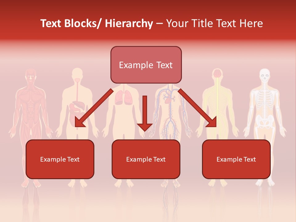 Respiratory Circulatory Skeletal PowerPoint Template