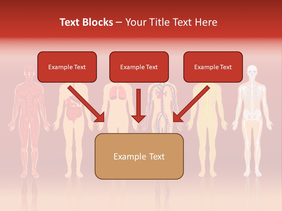 Respiratory Circulatory Skeletal PowerPoint Template